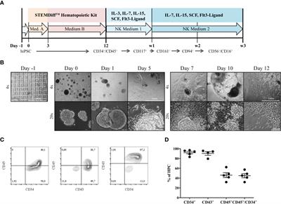 Natural Killer Cells Generated From Human Induced Pluripotent Stem Cells Mature to CD56brightCD16+NKp80+/-In-Vitro and Express KIR2DL2/DL3 and KIR3DL1